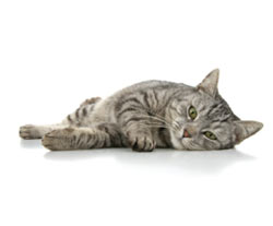 Pet Lovers Service