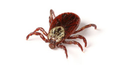 Flea and Tick Service