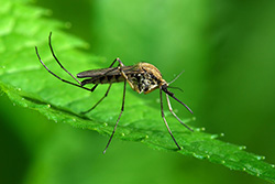 mosq2_insect250px