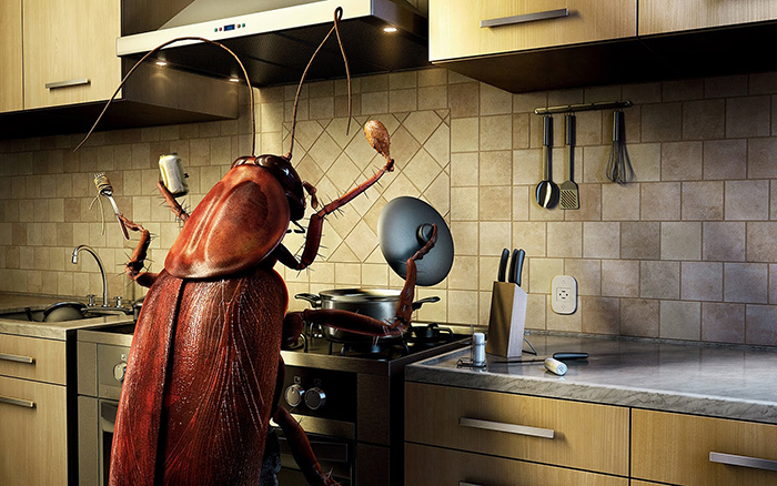 Roach Control Treatment