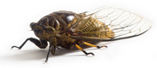 Cicada Killer Service