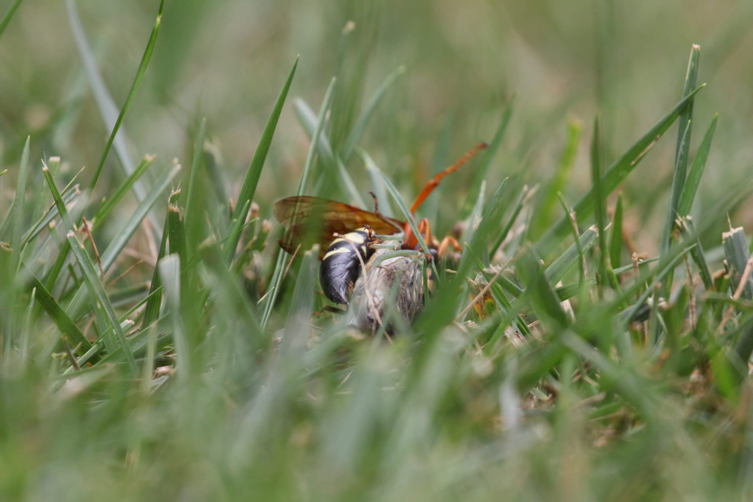 Specialty Services Southern Pest Control Specialty Services Southern Pest Control