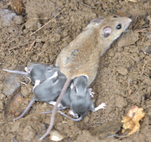 Deer Mouse