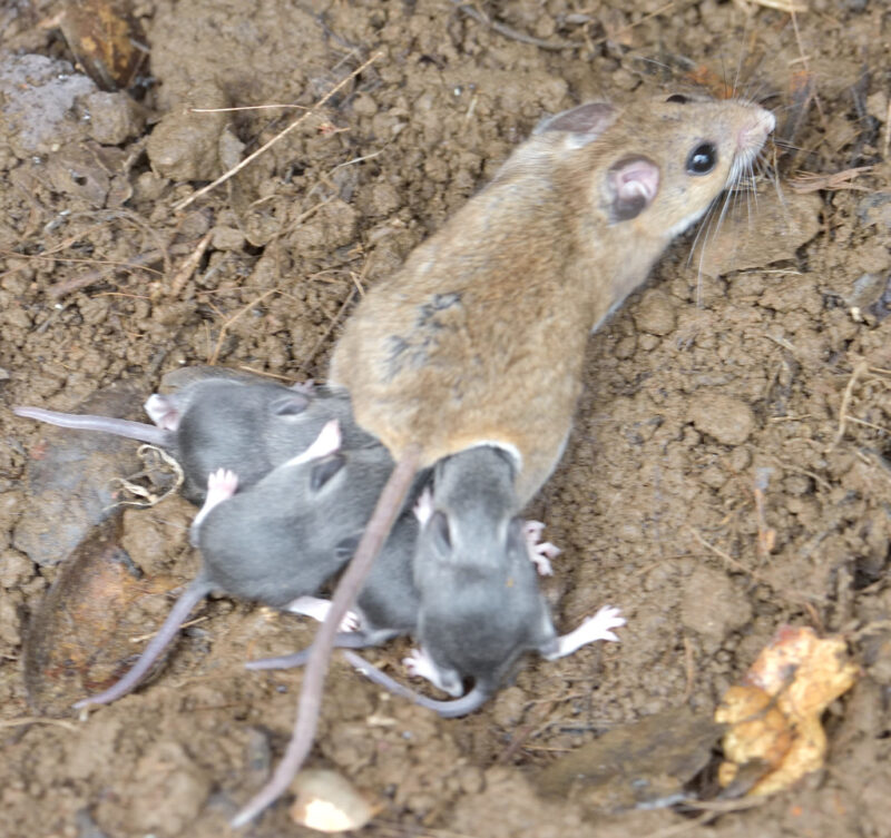 Mouse Removal Southern Pest Control