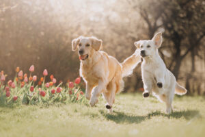 Two Golden retriever dogs running after each other
