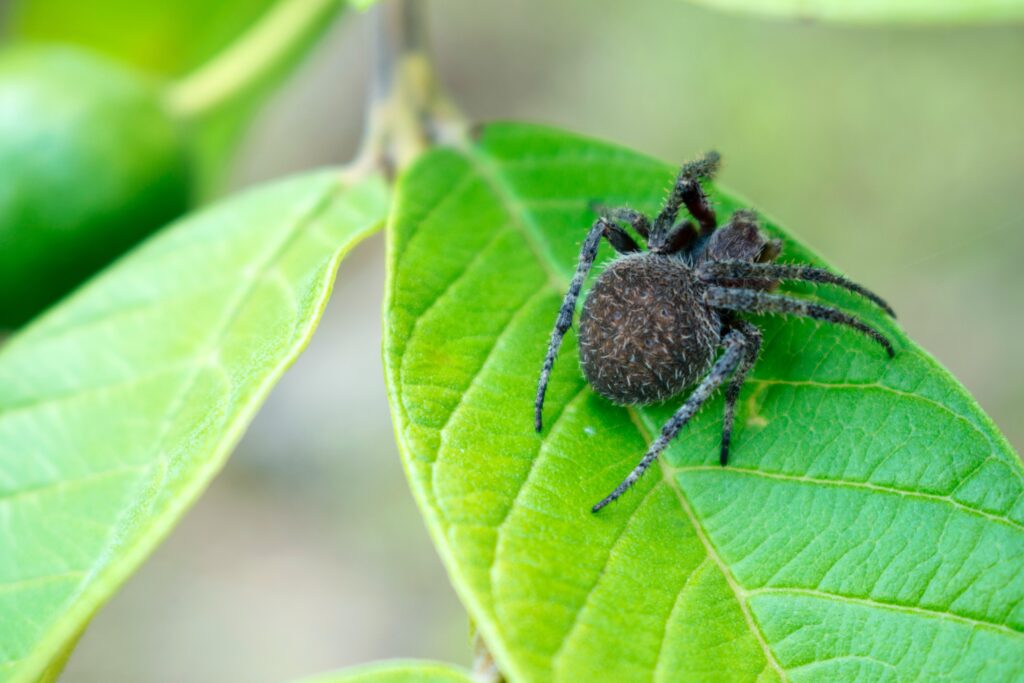 Spider crawling on plant leaf