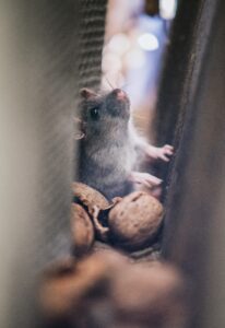 Rodent Pests Rodent Pests