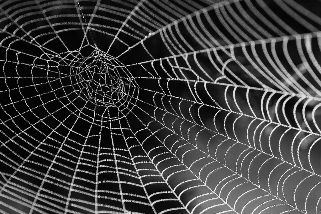 pexels-pixabay-34225 Spiderweb