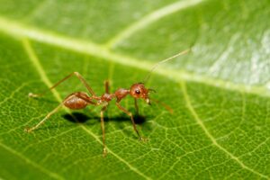 red ant on leaf