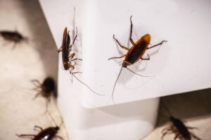 186625242_l (1) multiple cockroaches on table leg