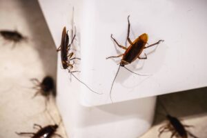 multiple cockroaches on table leg